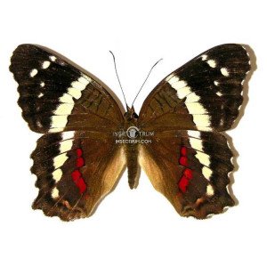 ANARTIA FATIMA FATIMA